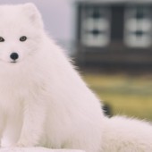 Hồ ly vũ trụ - Truyện ngắn Shinichi Hoshi